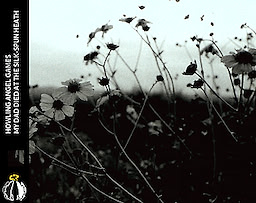 My Dad Died at the Silk-Spun Heath