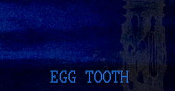 EGG TOOTH