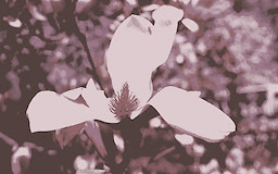 Missing the Magnolias Again