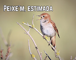 Peixe'm, estimada